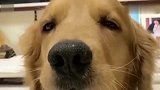 这只金毛果然狡猾，自已咬坏唇膏，还诬陷别人，金毛的反应太逗了