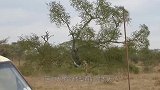 大象倒地不起，已经放弃逃生，没想到最后却出现了转机