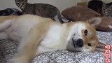 萌宠：想睡觉的柴犬被小猫咪纠缠，请求主人帮助