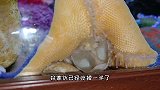 海星进食方式独特，猛鱼缸的家伙进食残暴，拖着病重的身体找团团