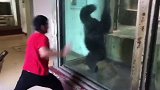 这个小伙子真的太欢乐了，懒洋洋的猩猩都被他带动了，去当饲养员