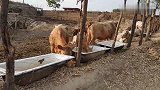 哈哈这家农民这是要给牛洗澡吗