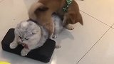 猫：玩够了没，玩够了就给我下来！