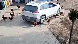 男子散养土鸡经常被路过车辆轧死，自己家的车也不例外啊