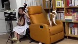 猫咪跟随主人的节奏，尾巴以空气为弦演奏