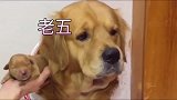 负担太大了，金毛生完孩子后接受不了