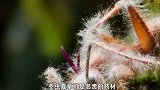 冬虫夏草的由来，残忍的孵化过程！