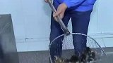 黑科技几秒钟就能冷冻一条鱼，还能让它活过来