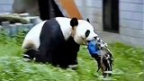 孔雀挑衅熊猫的后果很严重