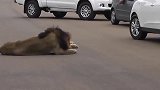 大雨后马路上出现庞然大物，车都不敢靠近，镜头记录全过程