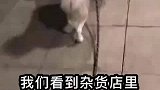 两狗相争，必有一兔伤