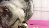 猫咪一手抓起猫粮，往嘴里塞去