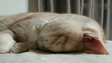 猫咪睡觉呼吸声这么大，还以为在说梦话呢