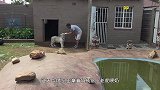 雄狮偷袭老虎，结果反而被吓跑，游客看了纷纷摇头
