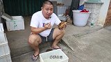 锯缘龟人工苗的价格感觉有点要盖过台缘苗的趋势