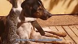 自家狗被野猫打脸，家猫上前就是一顿猛虎操作，猫：这狗我罩着
