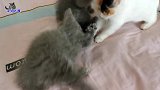 小蓝猫兄弟俩对战小花猫，却被小花猫完虐，呆萌的小眼神太可爱了