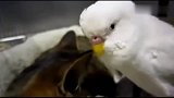鹦鹉叫不醒猫，叽歪叽歪开骂了，场面萌翻了