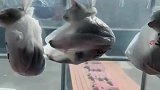 大猫咪淘气惹怒主人，随后主人惩罚猫咪的方式，让人耳目一新