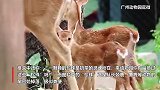 广州动物园“粪便珍珠奶茶”广告引热议，官方：没有这个奶茶