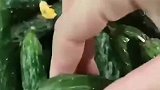 每根黄瓜都插根牙签，这商家是什么意思