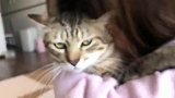 被女主人强行抱着亲亲，猫老大满脸的嫌弃要溢出来了