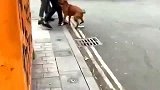 女子和别人打架，狗狗也上去帮忙，太护主了！