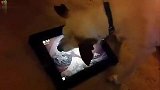 小狗在iPad上玩水果忍者