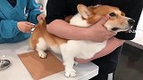 到北京宠物医院给柯基打疫苗：你早打我一巴掌，我就老实了