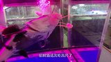 只剩一半身体的食人鱼活了4天死掉，却惨遭鳄龟分食，招财猫怒了