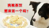 好吃不如饺子，好玩不过狗粮饺子，花式狗粮饺子，狗狗超爱吃