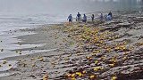 沙滩上散落许多黄色罐子引附近居民和流浪汉疯抢