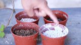 扦插三角梅，四种不同材料，哪一种生根最快？
