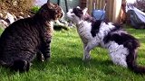 两只猫打架，非得你死我活