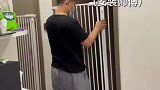 原来小猫也有社恐的时候，小猫，这样看不见我了吧