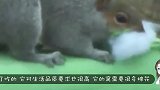 松鼠看着天气好，竟然拿被子出来晒，是不是暴露智商了