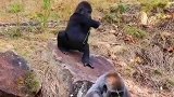 熊孩子不分物种，猩猩妈自己生的忍住一定要忍住