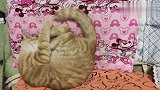 萌宠猫咪：橘猫：别惹我！我横起来连自己都不放过！