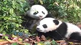 熊猫宝宝：奶爸，你这是看不起谁的智商，来看我咬不咬你就完事了