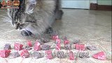 猫咪躺在地上一动不动，以为它死了，仔细一看后却尴尬了