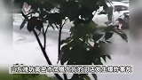 山东高密燃气闪爆已致2死2伤，银行和烤鱼店损毁严重，满地狼藉