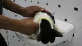 今天给家里的猫咪洗澡