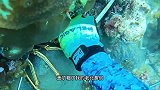 在海底徒手就能抓大青龙你敢信？海上猎人今天算是实现了海鲜自由