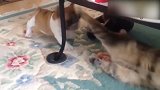 小狗想冲进桌子底下，却被小猫打了好几下，真是搞笑！