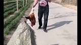 我的大公鸡怎么不见了