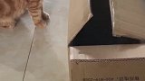 猫：老实点，主人不在家，让我看着你！