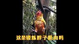二货问路，惊呆司机