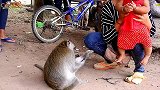 小猴跟人类宝宝一起玩耍，举动萌翻了，真是太可爱了！
