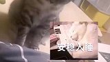 两只猫猫安静地呆着，突然条纹猫给了一拳！