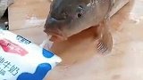 看这鱼喝牛奶